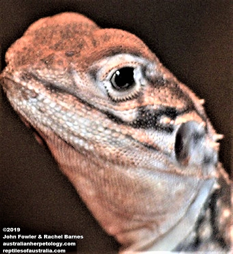 CENTRAL NETTED DRAGON Ctenophorus nuchalis Ctenophorus inermis  Reptiles of Australia